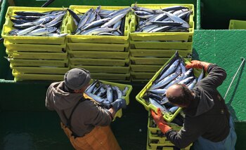 El aumento de la temperatura de los océanos podría ser la causa del menor tamaño de los peces. (EFE/Juan Herrero)