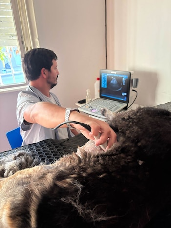 En la veterinaria hay servicio