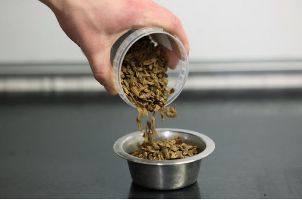 La industria de los sustitutos de la carne enfrenta retrocesos mientras crece la demanda global de carne vacuna