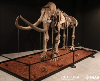 La excavación duró cerca de