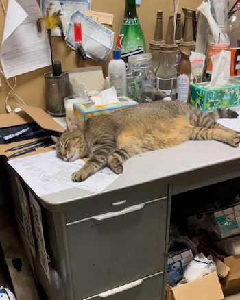 De la calle al estrellato laboral: tres historias de gatos que se volvieron jefes (Instagram Buster_and_brother)