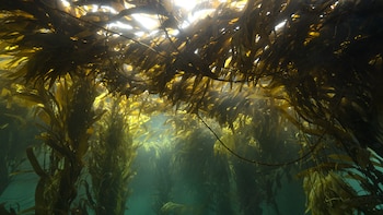 Viaje a los bosques argentinos que no se ven: el proyecto que impulsa la cosecha de algas marinas en el mar patagónico