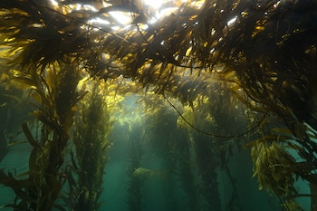 Los bosques de macrocystis se observan sobre todo en Chubut, Santa Cruz y Tierra del Fuego. Cada ejemplar del alga puede medir hasta sesenta metros. Foto: Cristian Lagger / Fundación Por El Mar
