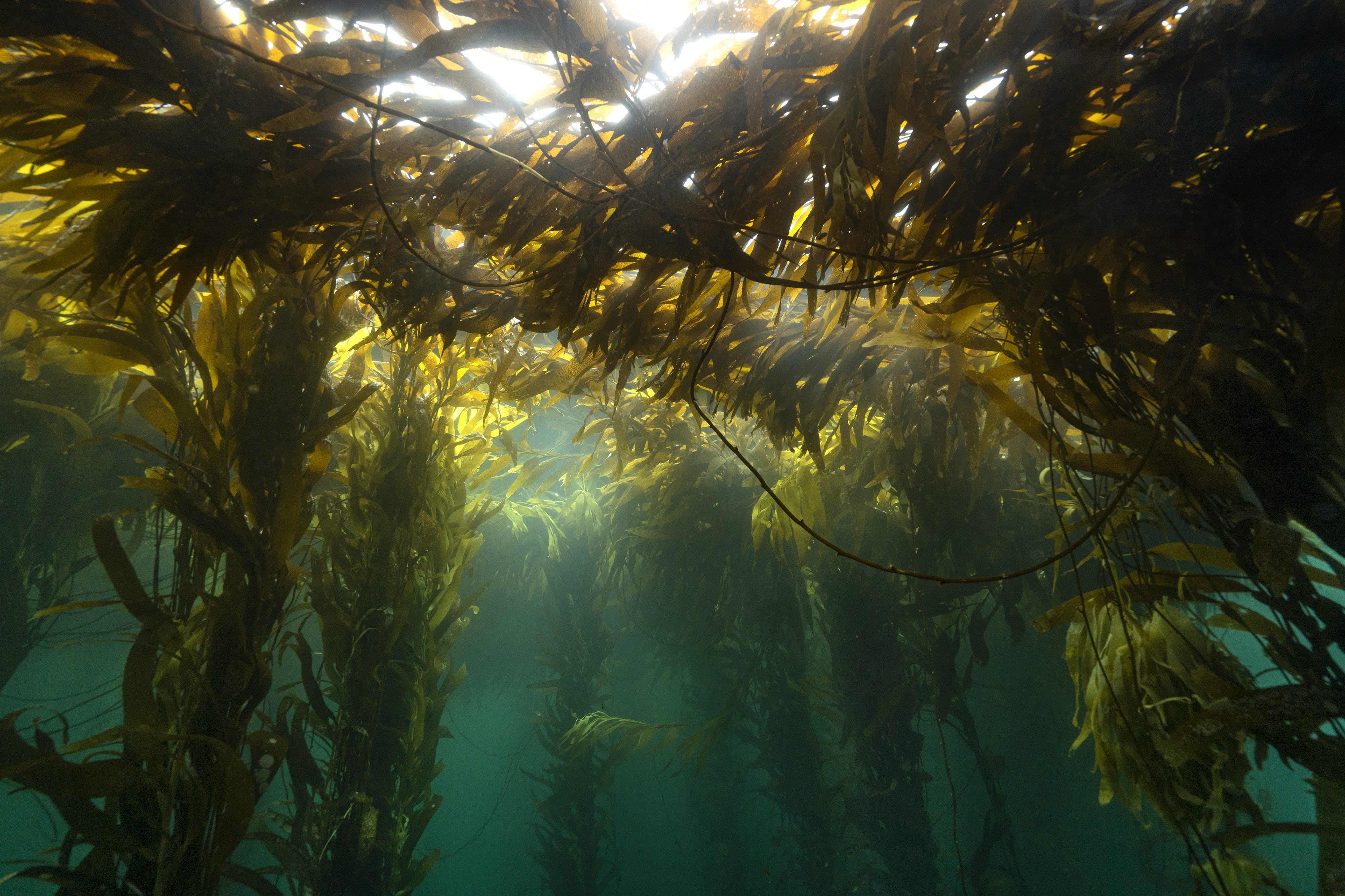Los bosques de macrocystis se observan sobre todo en Chubut, Santa Cruz y Tierra del Fuego. Cada ejemplar del alga puede medir hasta sesenta metros. Foto: Cristian Lagger / Fundación Por El Mar