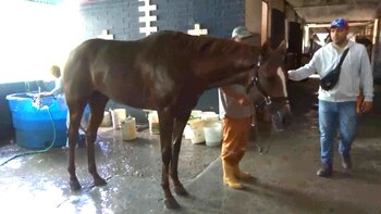 El caballo había tenido una