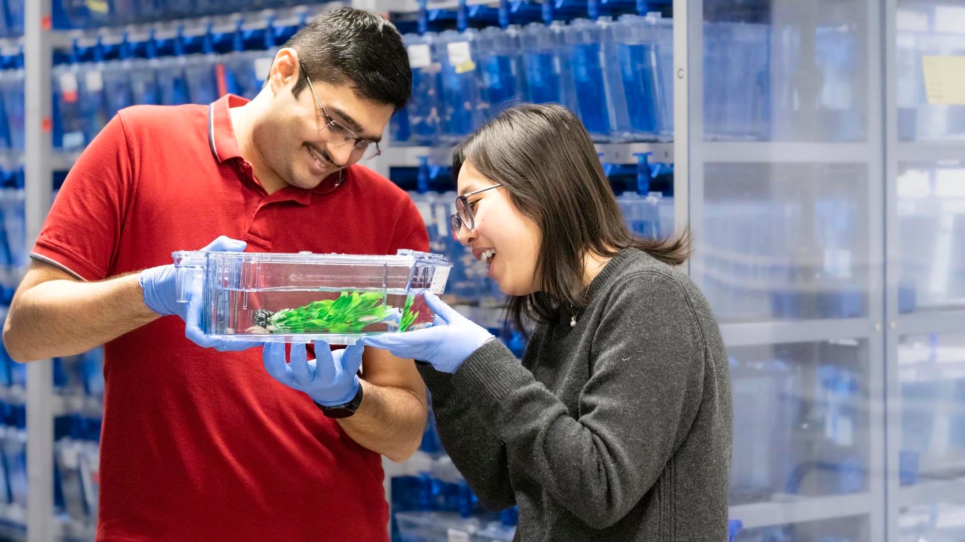 Un grupo de científicos en Austria revelaron que la geometría del huevo de pez cebra regula el ritmo de las divisiones celulares iniciales. Crédito ISTA
