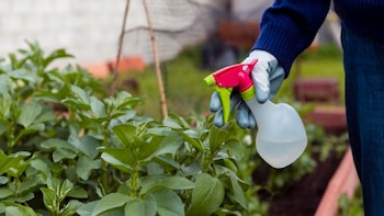Insecticidas – alimentos - salud pública – Perú – salud – 3 febrero