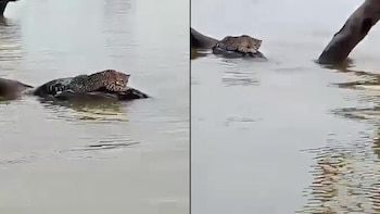 Descripción: Ocelote se aferra a