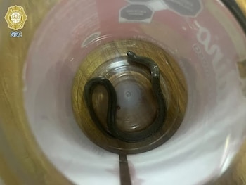 El reptil se encontraba con