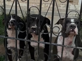 En Honduras, los ataques de perros de gran fuerza física, especialmente pitbull, evidencian vacíos regulatorios y fallas en la aplicación de normas de tenencia responsable. (Foto: Cortesía)