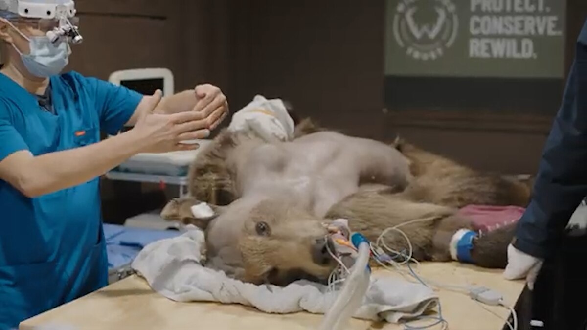 Veterinarios del Wildwood Trust operaron