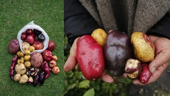 Una tradición arraigada en las