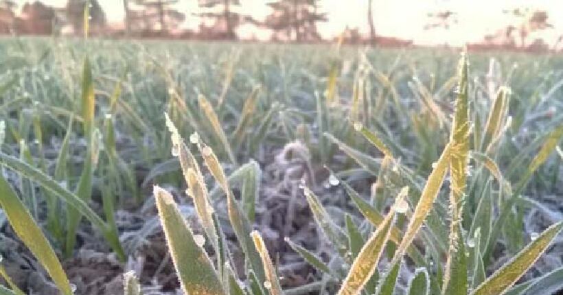 Tras las heladas que se registraron este lunes en la zona núcleo del país, muchos lotes de trigo que estaban en dudas por el barro podrían ser sembrados justo a tiempo (Revista Chacra)