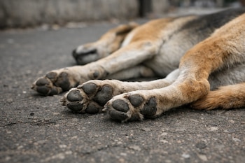 Patas de un perro de pelaje marrón y negro acostado en la calle, con las almohadillas oscuras de sus patas delanteras visibles sobre el asfalto.