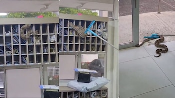 Encontraron enorme boa en casilleros de conjunto residencial en Barranquilla: generó pánico en la comunidad
