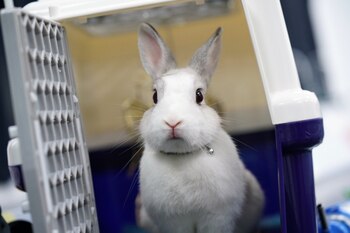 Conforme a lo establecido en