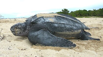 Mide más de 2 metros: así es la tortuga más grande del mundo