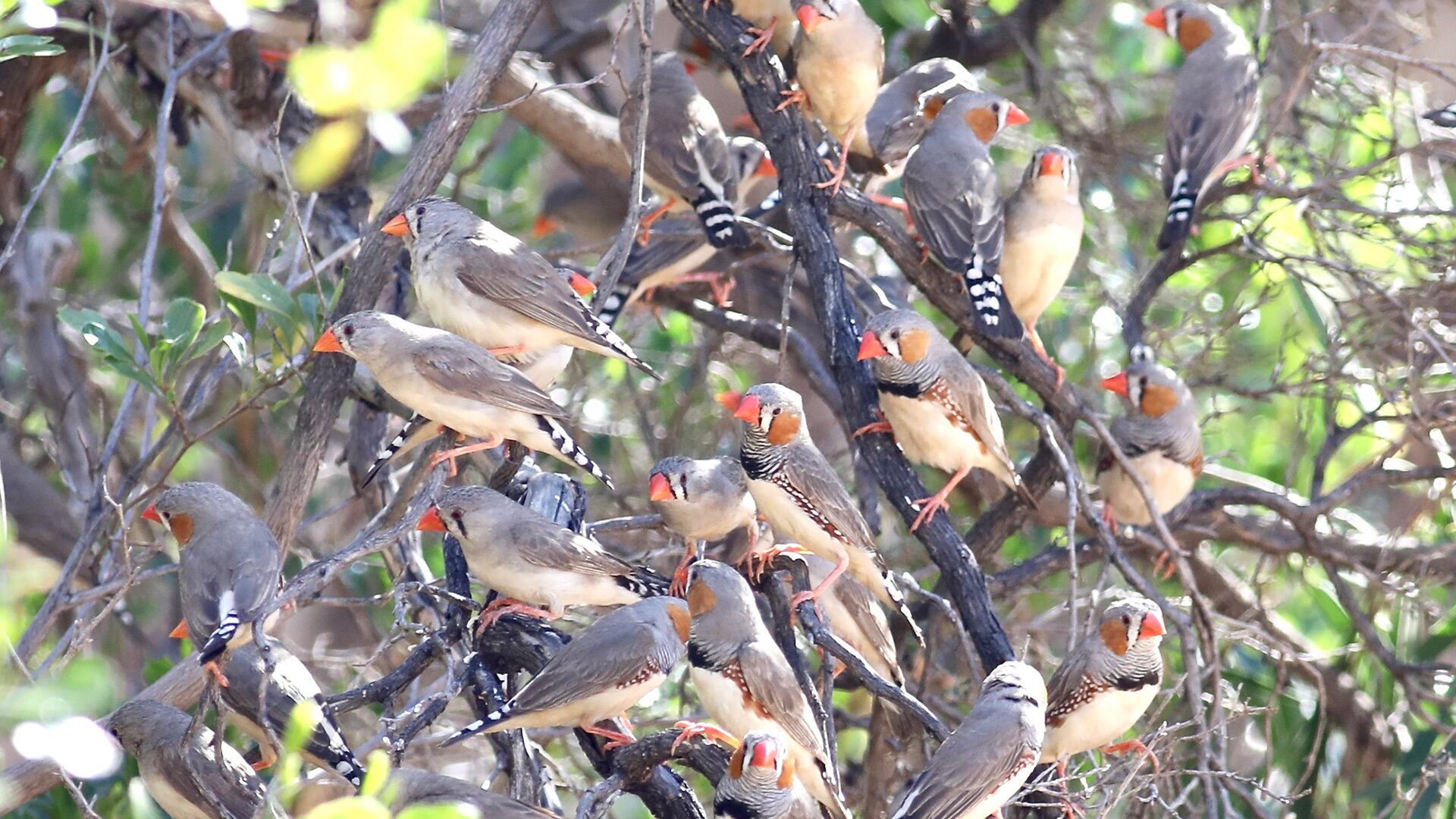 Se demostró que los diamantes mandarines pueden anticipar el amanecer al usarse un interruptor para encender la luz artificial/ ArgentiNat FVSA