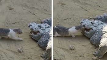 Usuarios de Instagram notaron que