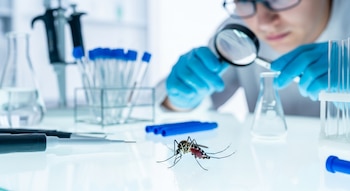 El desarrollo de mosquitos genéticamente