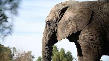 Murió Kenya, la elefanta que