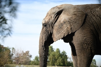 El santuario brasileño acogió a