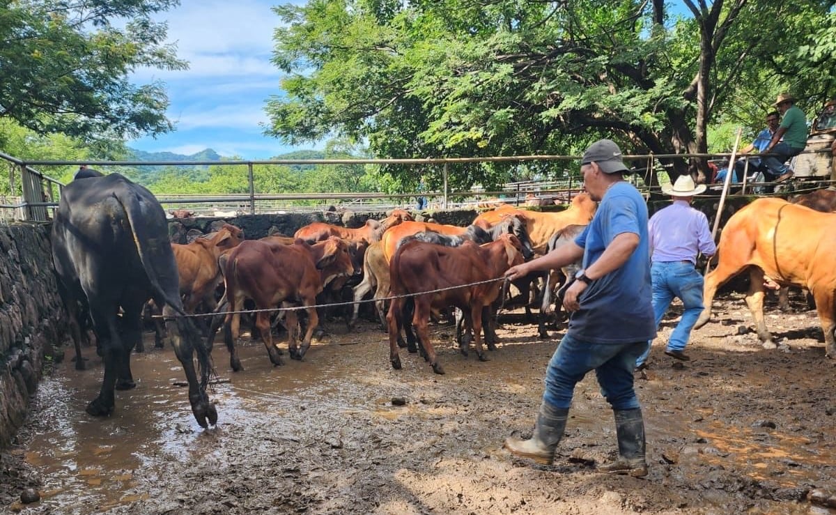 Los pequeños ganaderos deberán presentar la matrícula de fierro y un documento que acredite su condición de productores para acceder al beneficio. /(Redes de Óscar Domínguez)