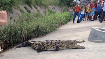 ¡Mamá se metió un Peje Lagarto! Capturan a cocodrilo en estacionamiento de un centro comercial en Michoacán