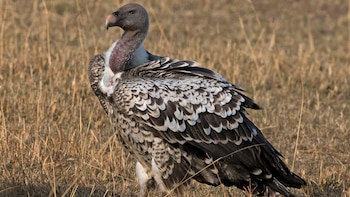 El buitre de Ruppell es