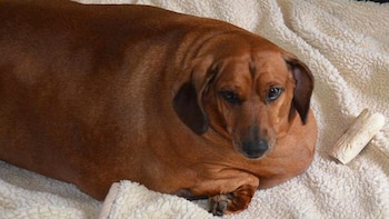 Veterinaria advierte que sobrepeso en