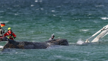 Respira con lentitud, casi no se mueve y tiene varias lesiones: la última oportunidad para salvar a Timmy, la ballena varada en Alemania