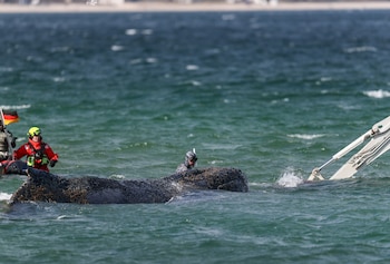 Timmy, la ballena varada en Alemania. (EFE/Selim Sudheimer)