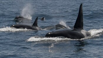 ¿Qué está llevando a las