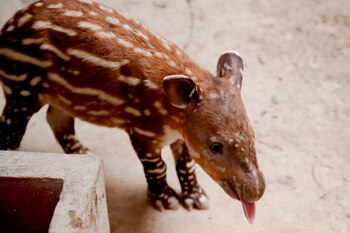 Vista hoy de la primera cría de tapir nacida en el zoológico La Aurora en Ciudad de Guatemala (Guatemala). La cría de tres semanas de nacida es acompañada por su madre, una tapir adulta llamada María. EFE/Esteban Biba