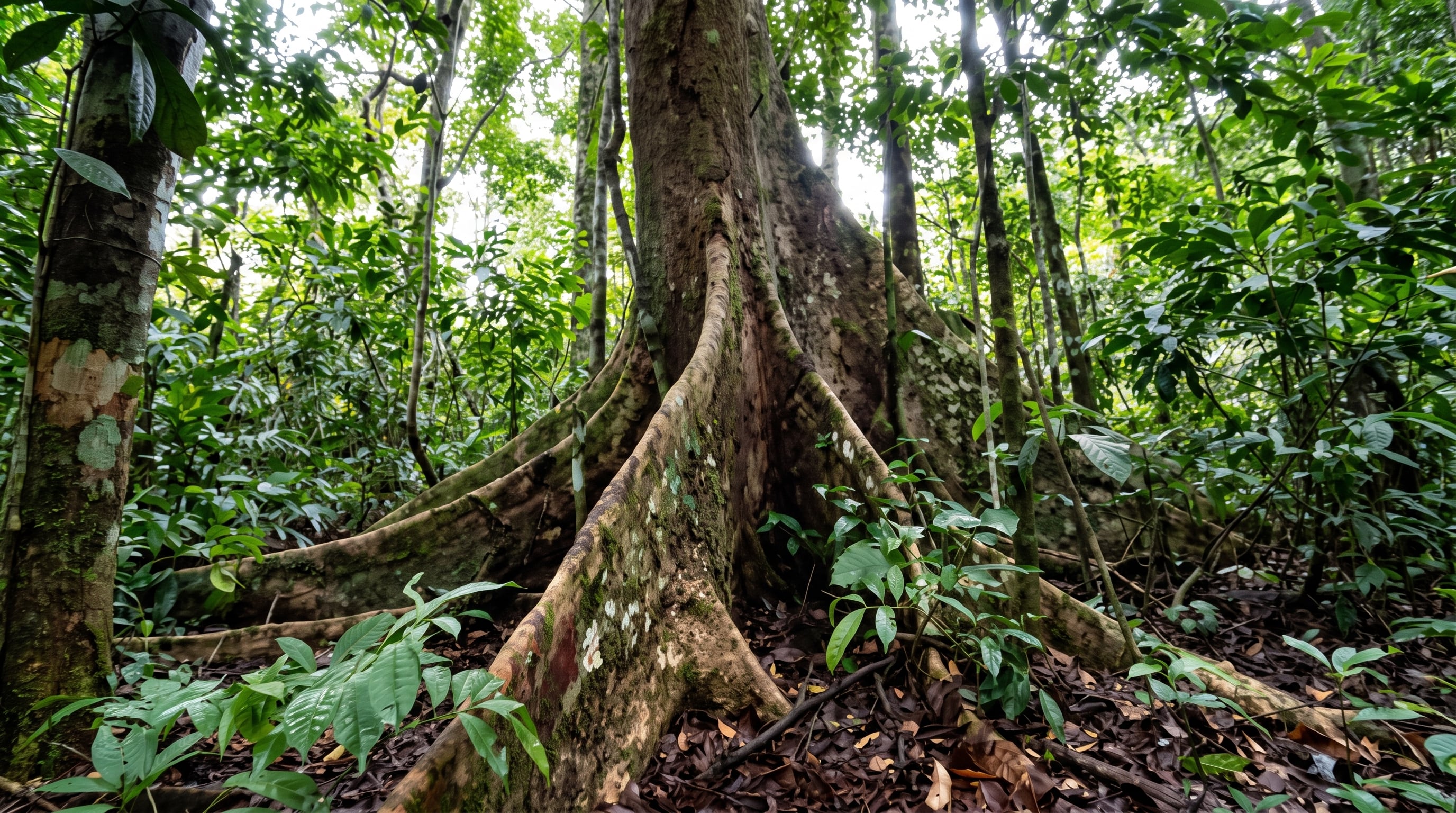Shihuahuaco, árbol emblemático de la Amazonía peruana, destaca por su crecimiento lento, longevidad y aporte al ecosistema al servir de hábitat para diversas especies de flora y fauna. (Crédito: Agencia Andina)