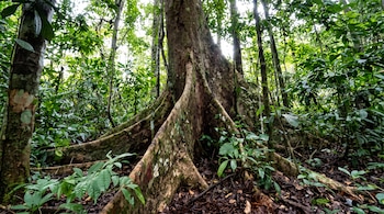 Base de un árbol de tronco ancho con raíces visibles sobre un suelo cubierto de hojas secas y vegetación.