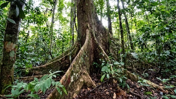 Día del Árbol: conoce las especies emblemáticas del Perú y los 228 árboles reconocidos como patrimoniales