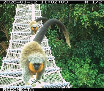 Puentes en la Amazonía de Brasil permiten salvar animales de atropellos