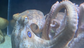 Plano detalle de un pulpo con sus tentáculos curvos, ventosas y ojo visible bajo el agua