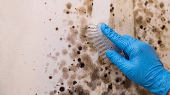 Una mano con un guante azul sostiene un cepillo y restriega una pared blanca con manchas de moho oscuro y puntos de humedad.