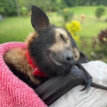 Un zorro volador de pelaje negro y marrón envuelto en una manta rosa, con los ojos cerrados y una garra visible