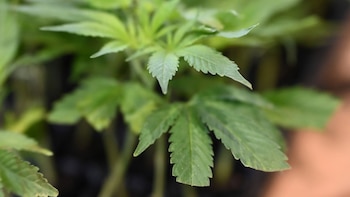 Argelia incauta más de una