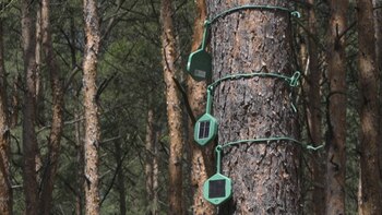 Las ‘narices’ electrónicas ayudan a olfatear los incendios forestales en Alemania