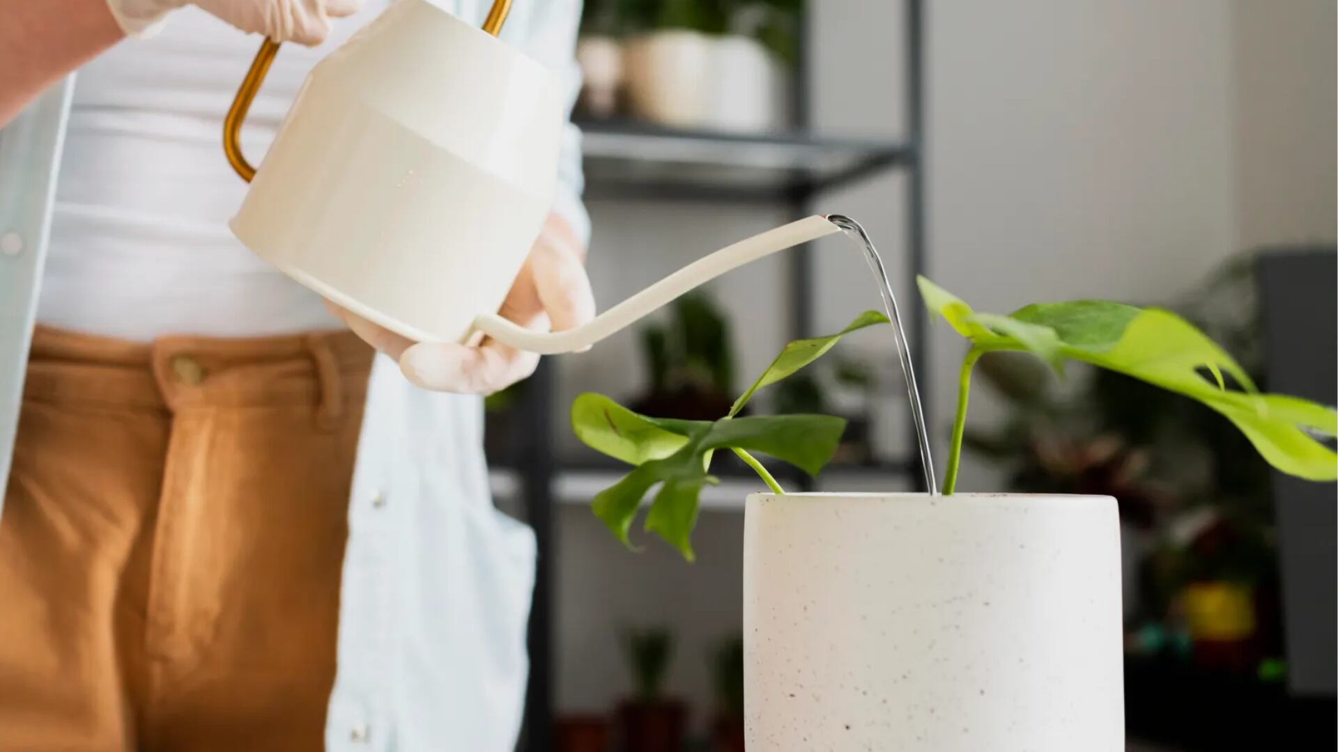 Regar las plantas durante las horas más cálidas del día en invierno ayuda a evitar el exceso de humedad y mantiene las raíces saludables. Foto: Difusión