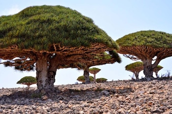 Socotra, una isla del océano Índico