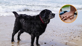 Un perro salva la vida