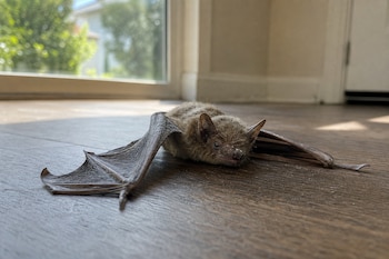 Un murciélago de pelaje marrón yace sobre un suelo de madera cerca de un ventanal luminoso dentro de una casa.