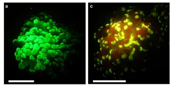 “Como la fluorescencia se ‘activa’