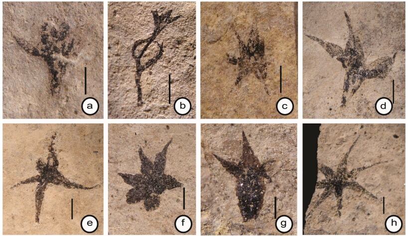 Las flores de Stellula meridionalis miden entre uno y cinco milímetros, tienen forma de estrella y estructuras triangulares (G. Puebla, M. Prámparo / CONICET)