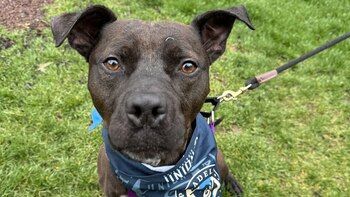 A pesar de los múltiples